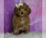 Small Photo #26 Maltipoo (Miniature) Puppy For Sale in WARSAW, IN, USA