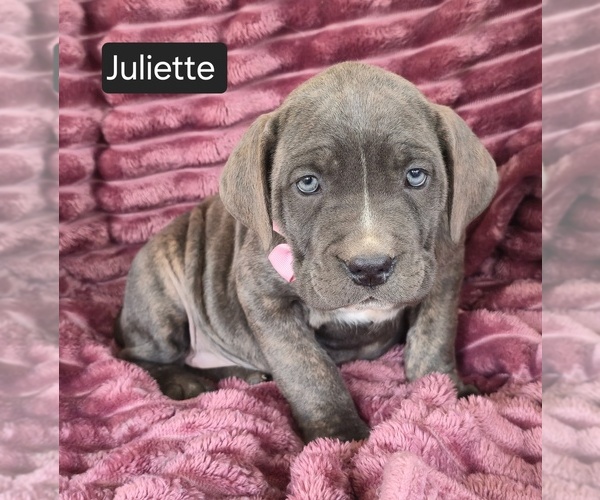 Medium Photo #3 Cane Corso Puppy For Sale in MINERAL WELLS, WV, USA