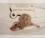 Small Photo #43 Pomsky Puppy For Sale in RAMONA, CA, USA