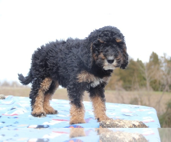 Medium Photo #4 Goldendoodle Puppy For Sale in UNION CITY, TN, USA