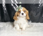 Small #1 Cavalier King Charles Spaniel
