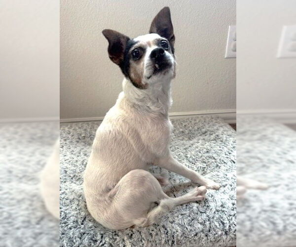 Medium Photo #7 Jack-Rat Terrier Puppy For Sale in Boonton, NJ, USA