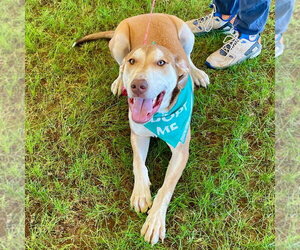 Odin - Male Mutt Dog for Adoption - Photo #8