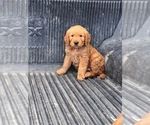 Small Photo #7 Golden Retriever Puppy For Sale in SAN DIEGO, CA, USA