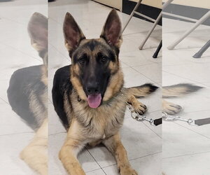 German Shepherd Dog Dogs for adoption in Centreville, VA, USA