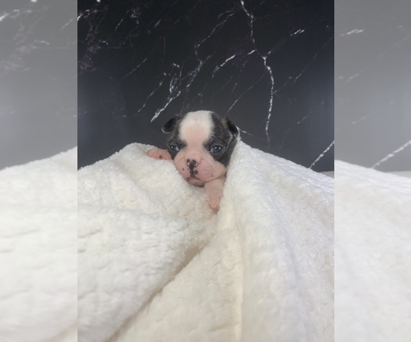 Medium Photo #72 Boston Terrier Puppy For Sale in TULARE, CA, USA