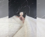 Small Photo #72 Boston Terrier Puppy For Sale in TULARE, CA, USA