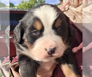 Bernese Mountain Dog Puppy for sale in HILLSBORO, OH, USA