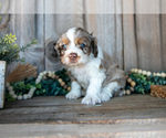 Small #1 Cocker Spaniel