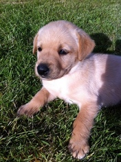 Golden Labrador Puppy for sale in CHEHALIS, WA, USA
