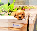 Image preview for Ad Listing. Nickname: Bruno