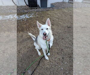 German Shepherd Dog Dogs for adoption in Minneapolis, MN, USA