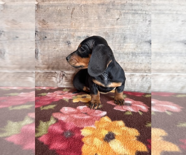 Medium Photo #14 Dachshund Puppy For Sale in VERMONTVILLE, MI, USA