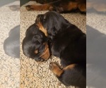 Small Photo #3 Rottweiler Puppy For Sale in EAST WILLINGTON, CT, USA