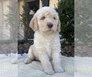 Labradoodle Puppy for Sale in ARLINGTON, Texas USA