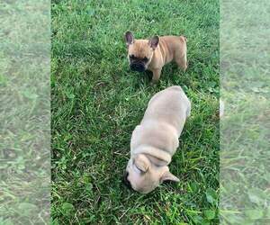 French Bulldog Puppy for sale in CINCINNATI, OH, USA