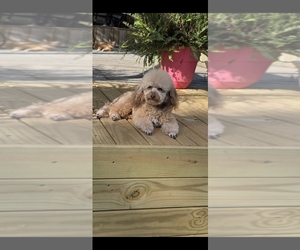 Father of the Poodle (Miniature) puppies born on 06/03/2026
