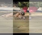 Small Photo #1 Poodle (Miniature) Puppy For Sale in FRISCO CITY, AL, USA