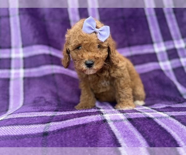 Medium Photo #4 Cavapoo (Miniature) Puppy For Sale in LAKELAND, FL, USA