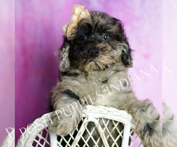 Medium Photo #4 Poodle (Miniature) Puppy For Sale in WARSAW, IN, USA