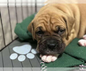 Boxer Dogs for adoption in Brights Grove, Ontario, Canada
