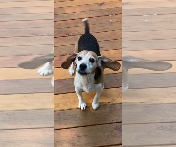 Medium Photo #1 Beagle Puppy For Sale in Rootstown, OH, USA