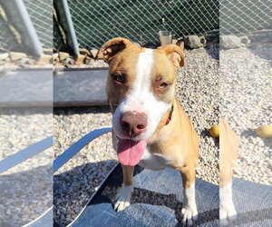 Bulldog-Unknown Mix Dogs for adoption in Manahawkin, NJ, USA