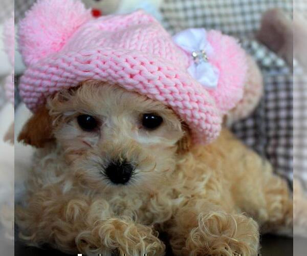 Medium Photo #11 Maltese Puppy For Sale in BOSTON, MA, USA