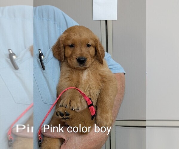 Medium Photo #9 Golden Retriever Puppy For Sale in BRADFORD, OH, USA