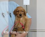 Small Photo #9 Golden Retriever Puppy For Sale in BRADFORD, OH, USA