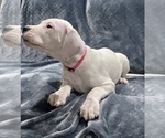 Small Photo #9 Dogo Argentino Puppy For Sale in SAN ANTONIO, TX, USA