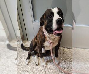 Labrador Retriever-Unknown Mix Dogs for adoption in Pueblo, CO, USA