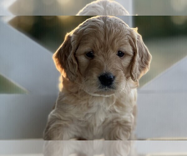 Medium Photo #5 Goldendoodle (Miniature) Puppy For Sale in SOUTH BOSTON, VA, USA