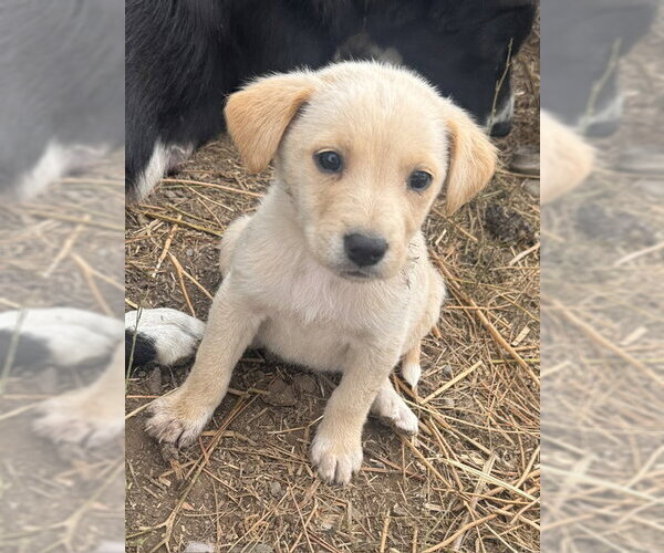 Medium Photo #10 Border Collie-Unknown Mix Puppy For Sale in Princeton, British Columbia, Canada