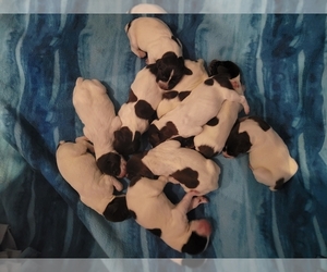 German Shorthaired Pointer Puppy for sale in ORLAND, CA, USA