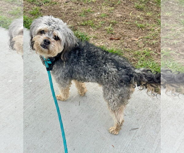 Medium Photo #2 Havanese-Unknown Mix Puppy For Sale in Newport Beach, CA, USA