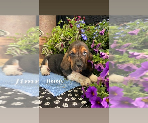 Medium Photo #16 Basset Hound Puppy For Sale in COLUMBIA CROSS ROADS, PA, USA