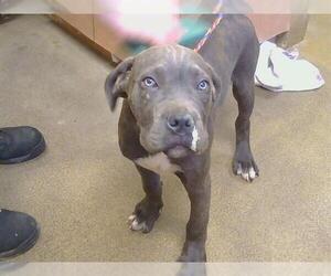 Mutt Dogs for adoption in Sacramento, CA, USA