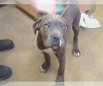 *TINY - Male Mutt Dog for Adoption - Small photo