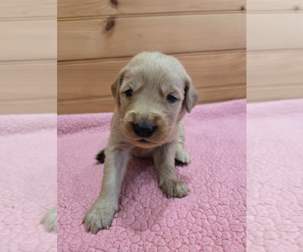 Medium Photo #1 Golden Retriever Puppy For Sale in WILLIAMSTOWN, KY, USA