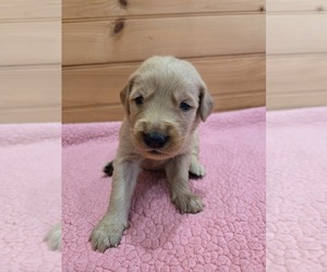 Golden Retriever Puppy for sale in WILLIAMSTOWN, KY, USA
