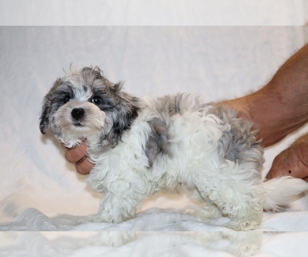 Medium Photo #8 ShihPoo Puppy For Sale in DYERSBURG, TN, USA
