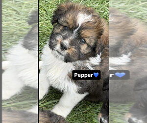 Australian Shepherd-Unknown Mix Dogs for adoption in Aurora, IN, USA