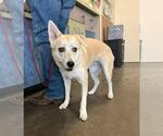 Small Siberian Husky Mix