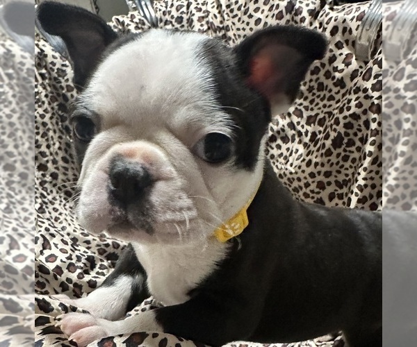 Medium Photo #2 Boston Terrier Puppy For Sale in FLINT, MI, USA
