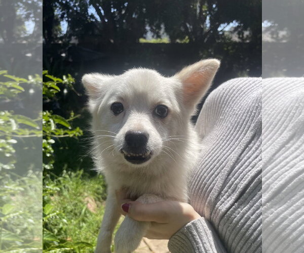 Medium Photo #1 Chihuahua Puppy For Sale in San Diego, CA, USA