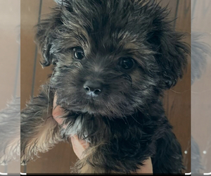 YorkiePoo Puppy for sale in LAWRENCEVILLE, GA, USA