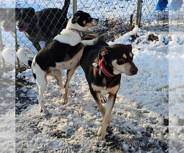 Medium Photo #3 Mutt Puppy For Sale in Bloomingdale, NJ, USA