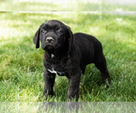 Small Photo #53 Cane Corso Puppy For Sale in WAKARUSA, IN, USA
