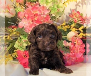 Cock-A-Poo Puppy for sale in CASSVILLE, MO, USA